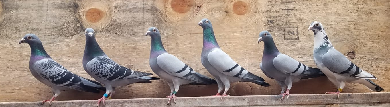 group pigeons