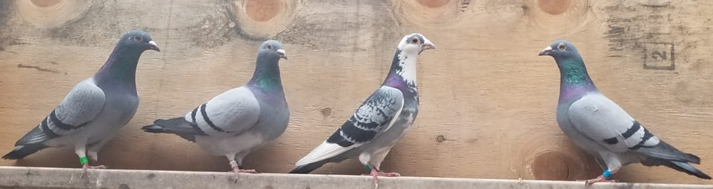 Group of Pigeons
